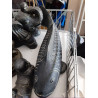 PESCADO  60CM